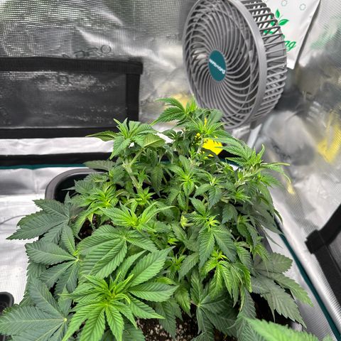 Frozen Black Cherry growlog timeline photo