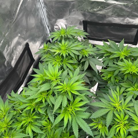 Imperium X growlog timeline photo