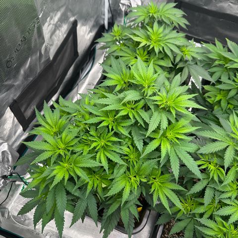 Imperium X growlog timeline photo