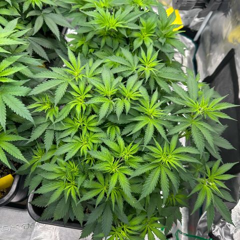 Frozen Black Cherry growlog timeline photo
