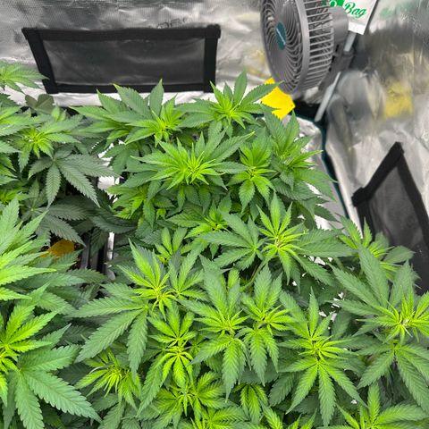 Frozen Black Cherry growlog timeline photo