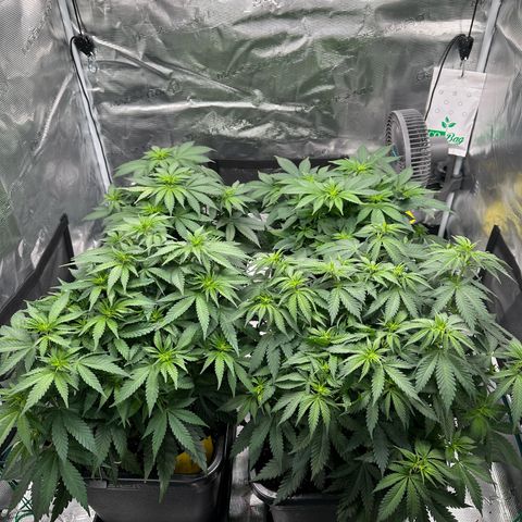 Frozen Black Cherry growlog timeline photo