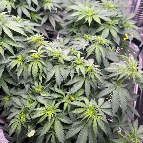 Frozen Black Cherry growlog timeline photo