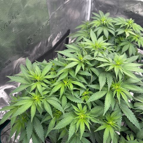 Imperium X growlog timeline photo