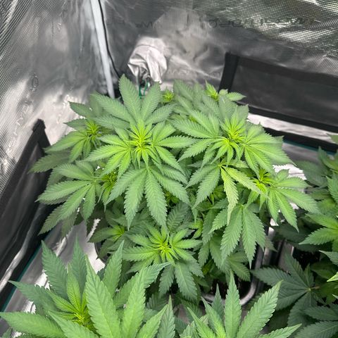 Imperium X growlog timeline photo