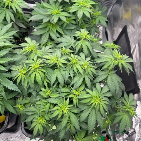 Frozen Black Cherry growlog timeline photo