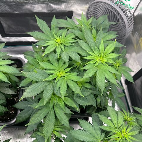 Frozen Black Cherry growlog timeline photo