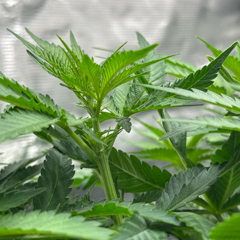 Imperium X growlog timeline photo