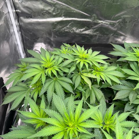 Imperium X growlog timeline photo