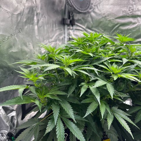 Imperium X growlog timeline photo