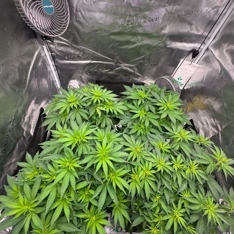 Frozen Black Cherry growlog timeline photo