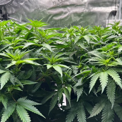 Frozen Black Cherry growlog timeline photo