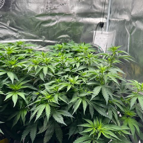 Frozen Black Cherry growlog timeline photo