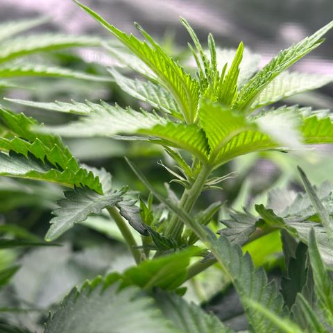 Frozen Black Cherry growlog timeline photo