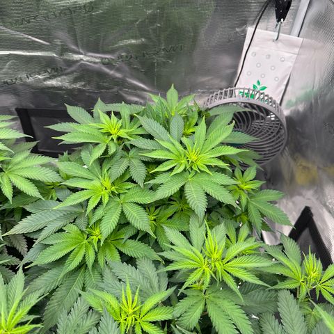 Frozen Black Cherry growlog timeline photo