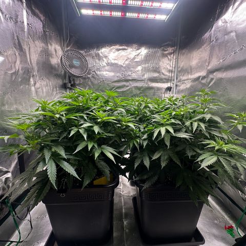 Frozen Black Cherry growlog timeline photo