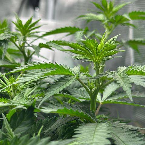 Frozen Black Cherry growlog timeline photo