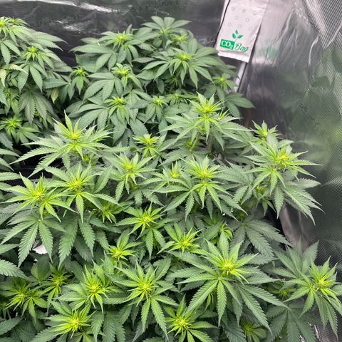 Frozen Black Cherry growlog timeline photo