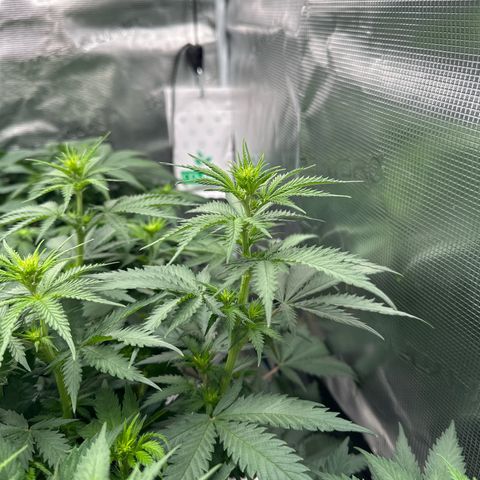Frozen Black Cherry growlog timeline photo