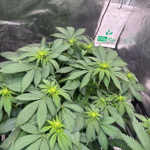 Frozen Black Cherry growlog timeline photo