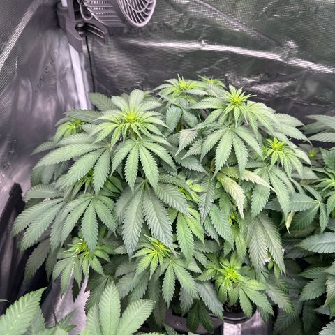 Imperium X growlog timeline photo