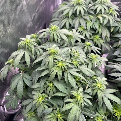 Imperium X growlog timeline photo