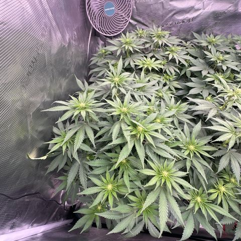 Imperium X growlog timeline photo