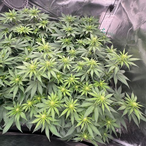 Frozen Black Cherry growlog timeline photo