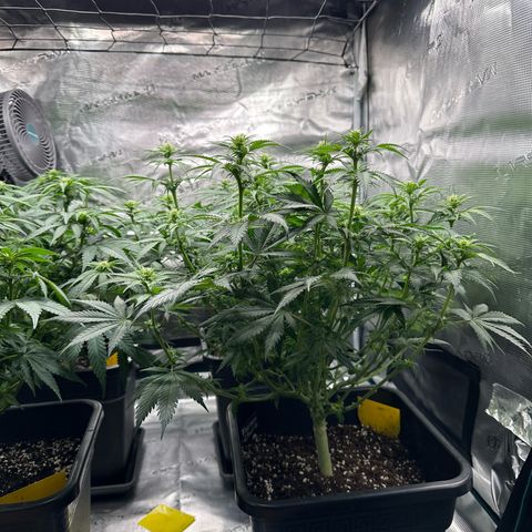 Frozen Black Cherry growlog timeline photo