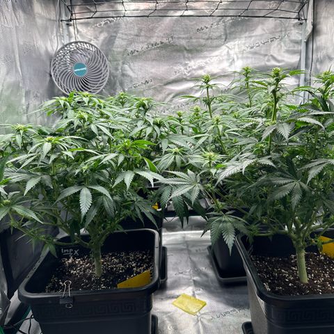 Imperium X growlog timeline photo
