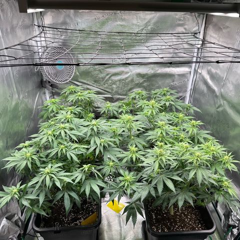 Imperium X growlog timeline photo