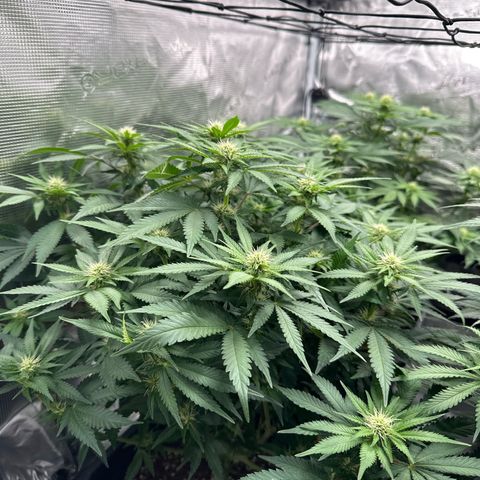 Imperium X growlog timeline photo