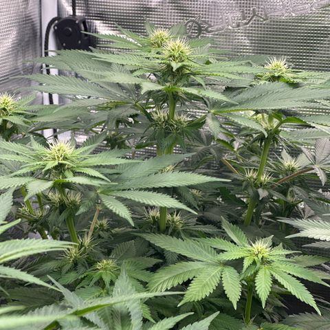 Imperium X growlog timeline photo