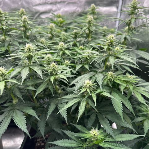 Frozen Black Cherry growlog timeline photo