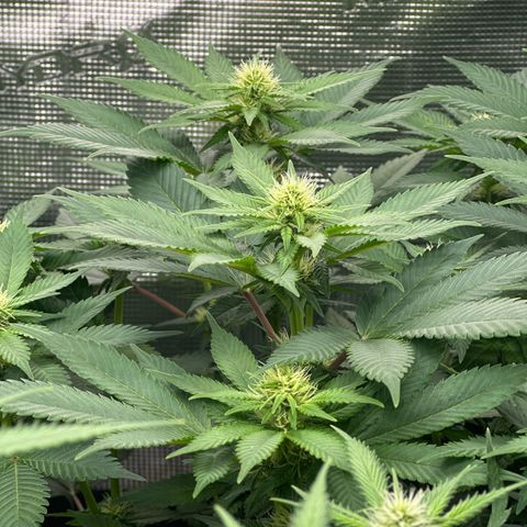 Frozen Black Cherry growlog timeline photo