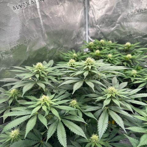 Imperium X growlog timeline photo