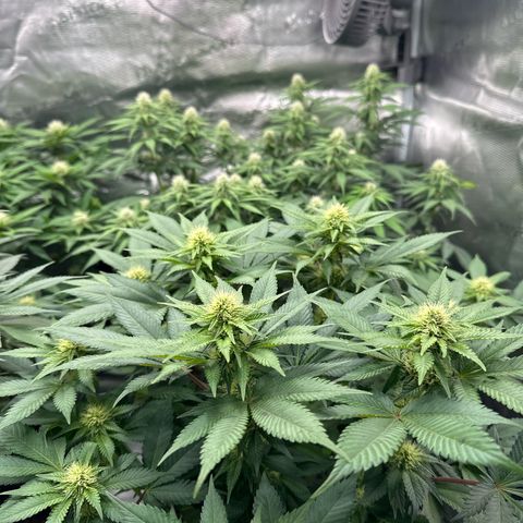 Frozen Black Cherry growlog timeline photo