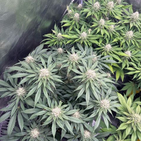 Imperium X growlog timeline photo