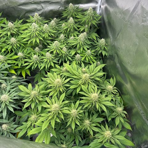 Frozen Black Cherry growlog timeline photo