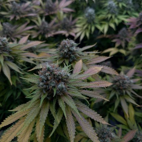 Imperium X growlog timeline photo