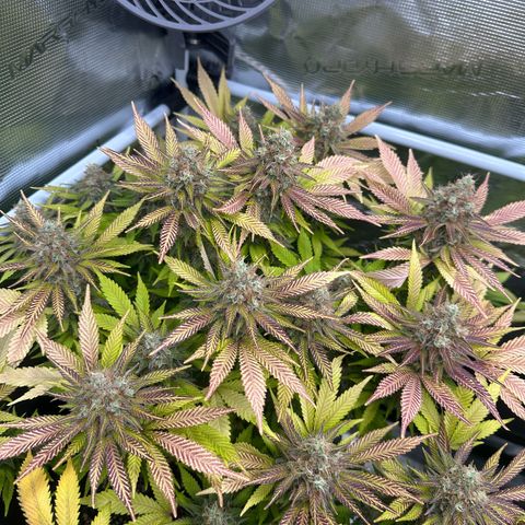 Imperium X growlog timeline photo