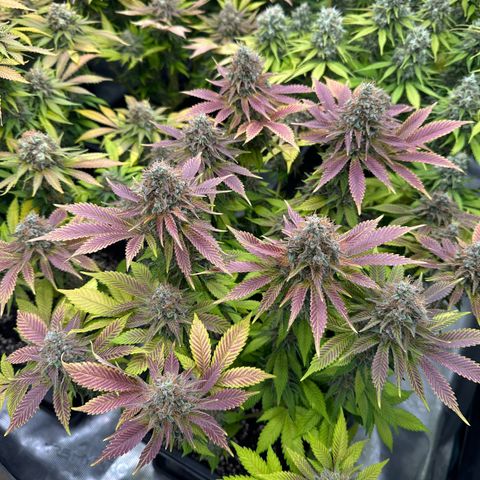 Frozen Black Cherry growlog timeline photo