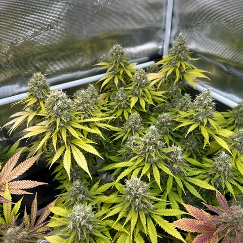 Frozen Black Cherry growlog timeline photo