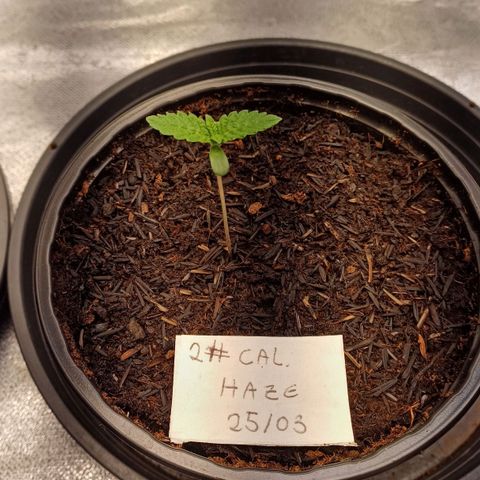 California Haze growlog timeline photo