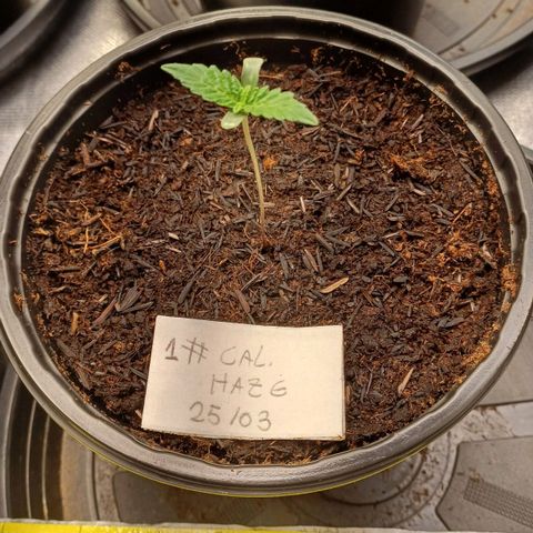 California Haze growlog timeline photo