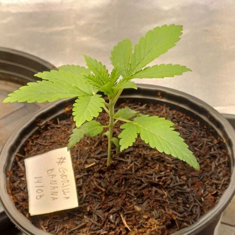 Gorilla Banana growlog timeline photo