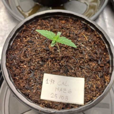 California Haze growlog timeline photo