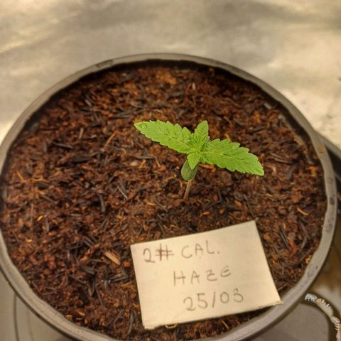 California Haze growlog timeline photo