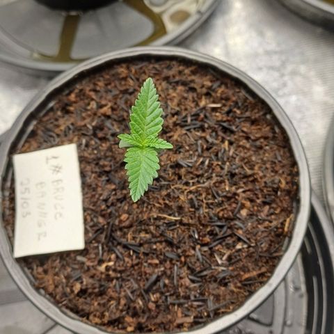 Bruce Banner OG 1# growlog timeline photo
