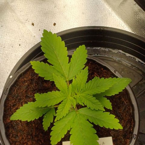 Gorilla Banana growlog timeline photo